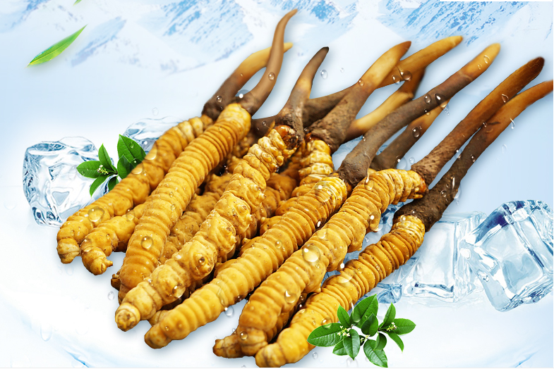 冬蟲(chóng)夏草這幾種人一定要堅(jiān)持吃，好處多多