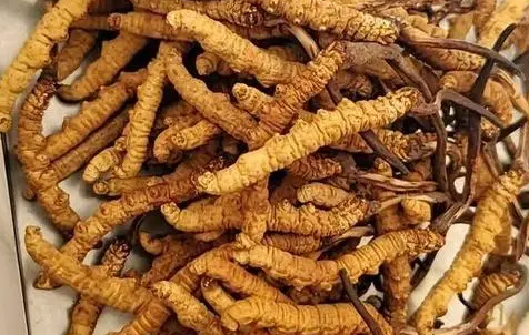 冬蟲夏草那么多種吃法，哪種才能發(fā)揮作用？