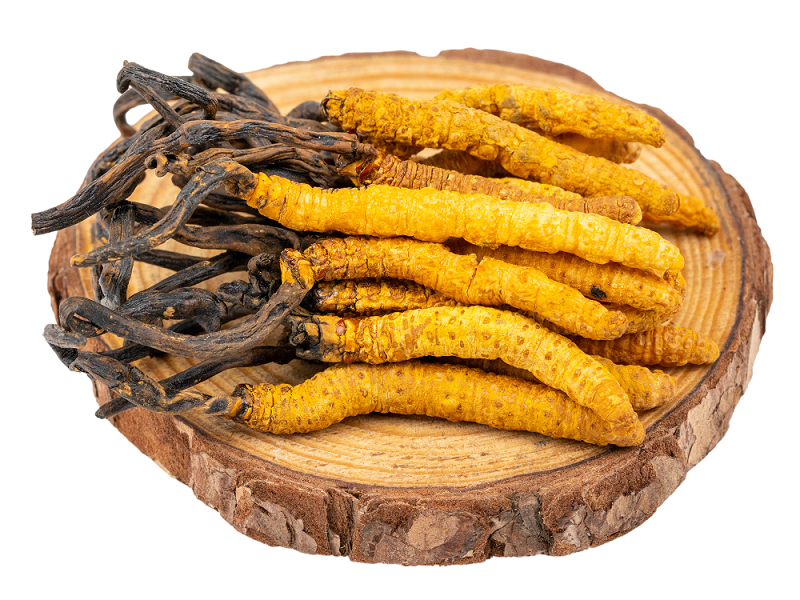 聽說蝙蝠蛾擬青霉與冬蟲夏草有關(guān)？是真的嗎