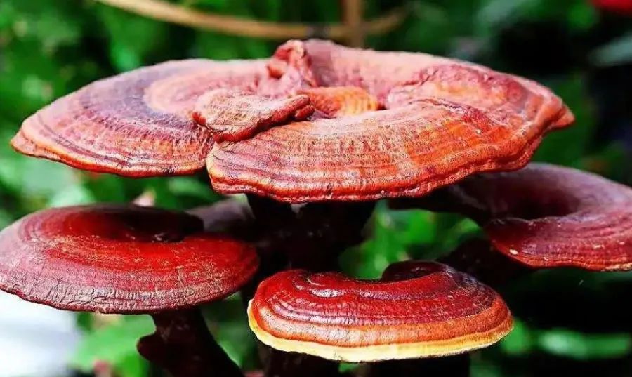 高品質(zhì)免疫力產(chǎn)品，靈芝孢子粉需要仔細(xì)挑選